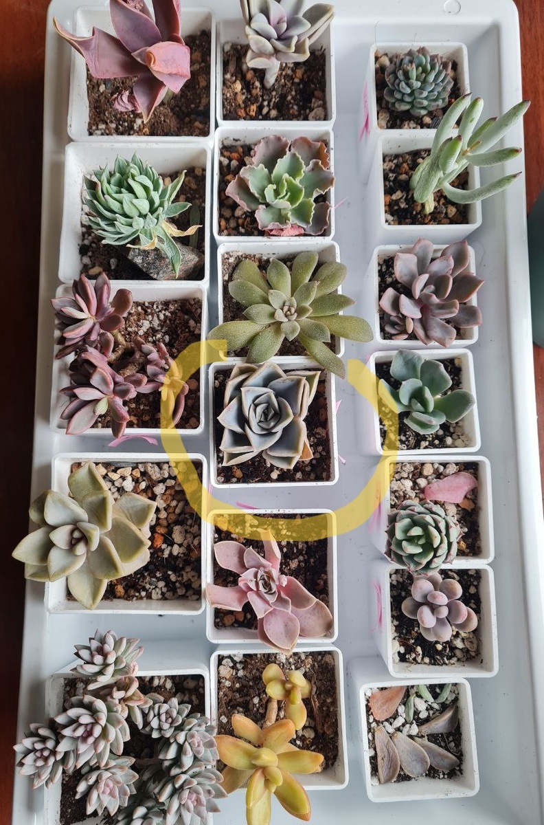 Сплюснутый малыш, после перезда, в центре обведенный желтым маркером. 20 апреля.