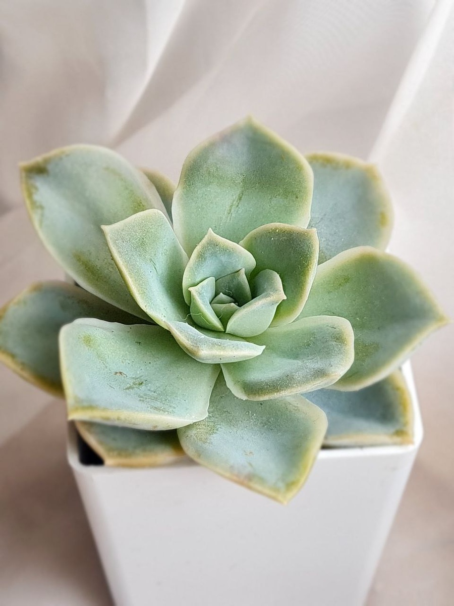 Ровно через месяц, он вылезал из горшка 4 см. 20 мая