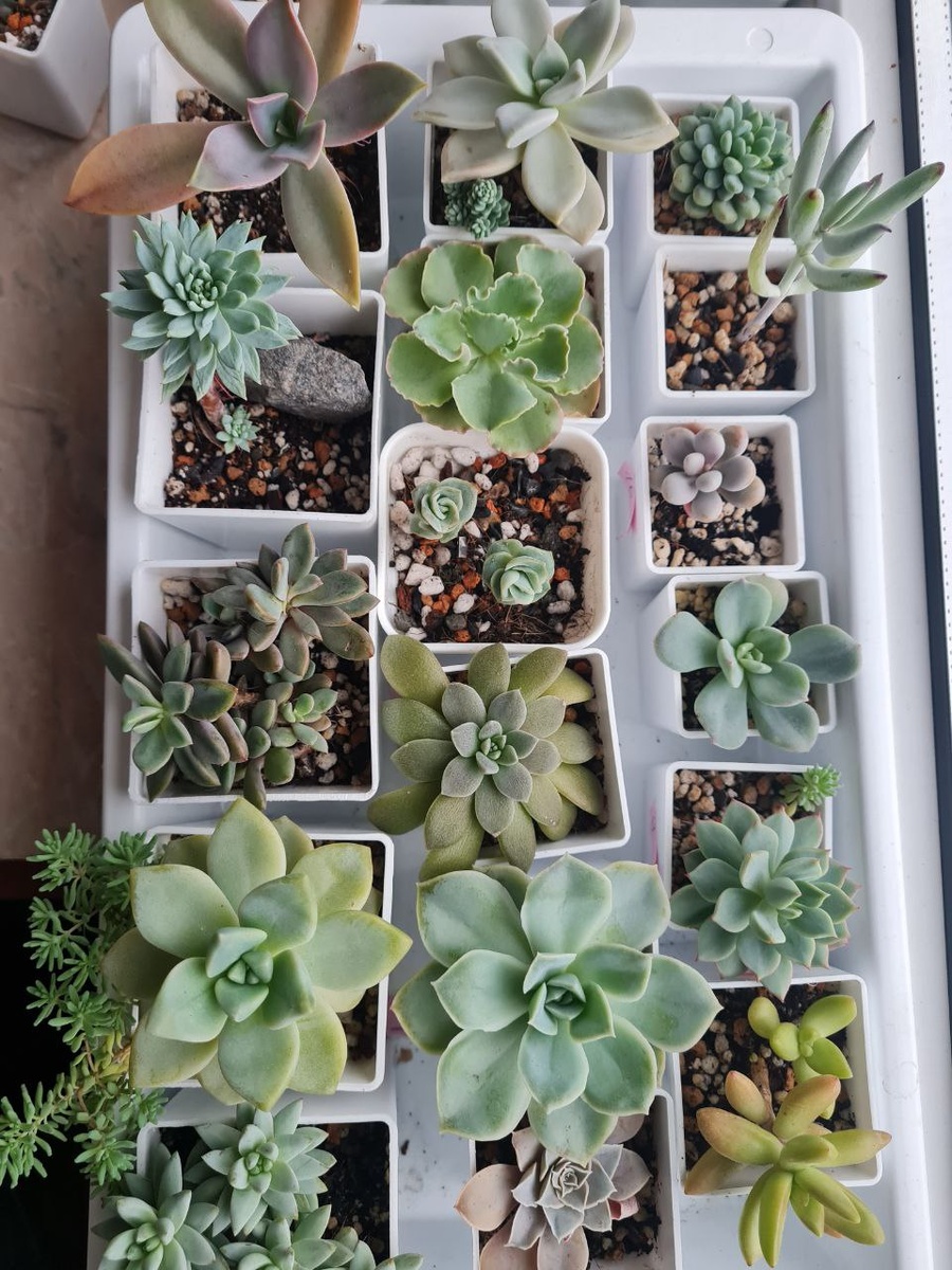 Растет не по дням, а по часам. 23 мая, горшка не видно.