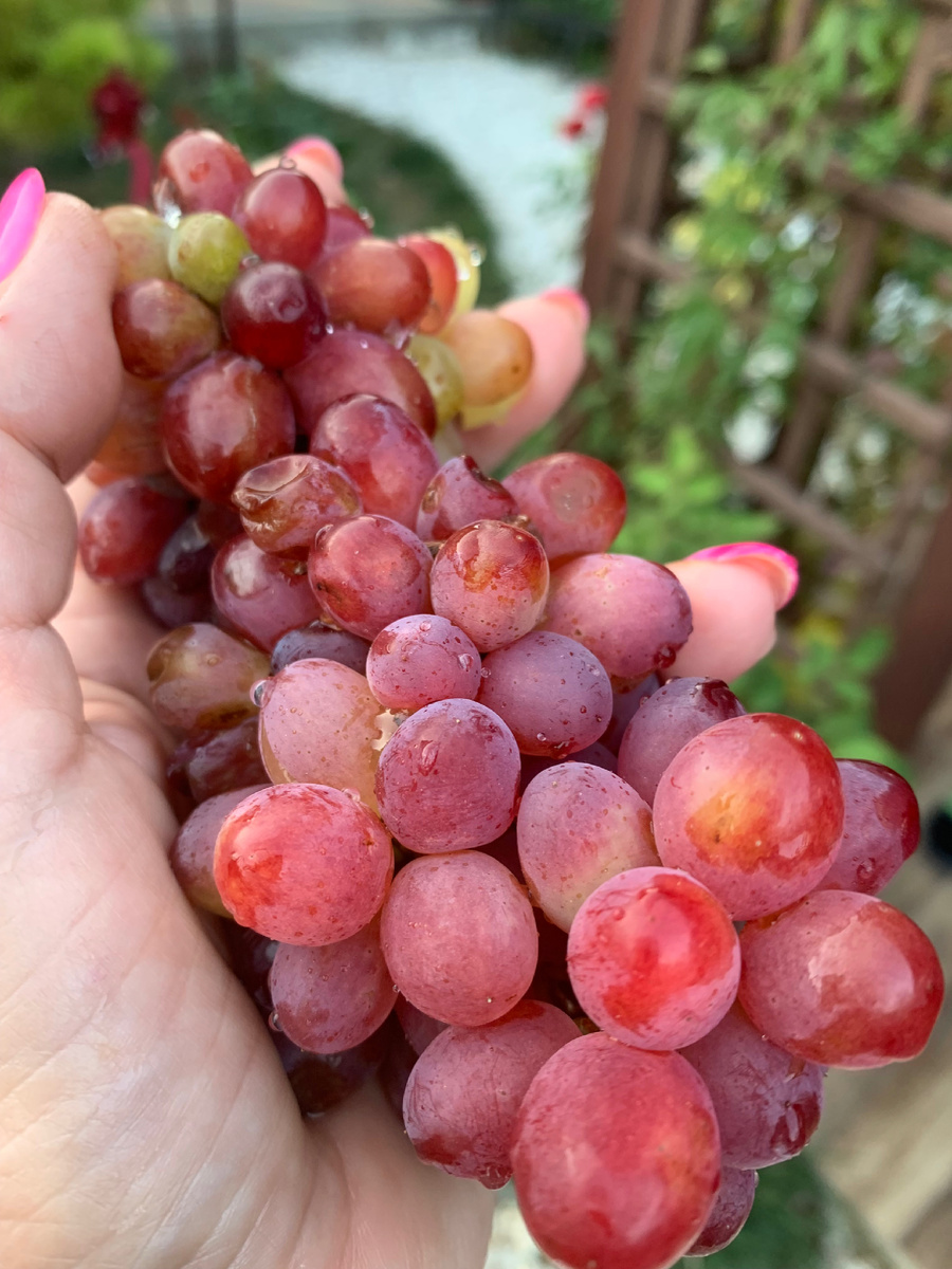 Это "Розмус". Фото моё