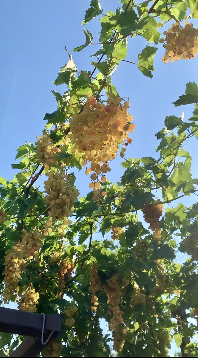 "Розовый мускат" еще не дозрел. Фото моё