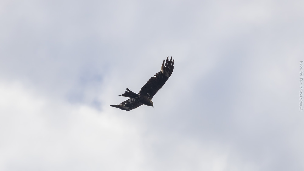 2. Чёрный коршун © NickFW.ru — 23.08.2024г.