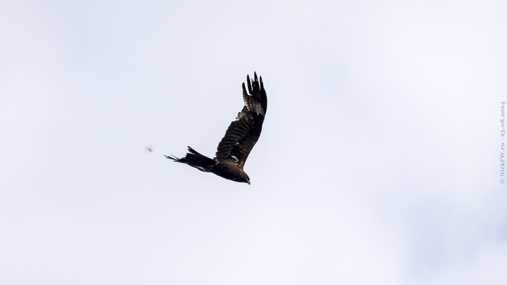1. Чёрный коршун © NickFW.ru — 23.08.2024г.