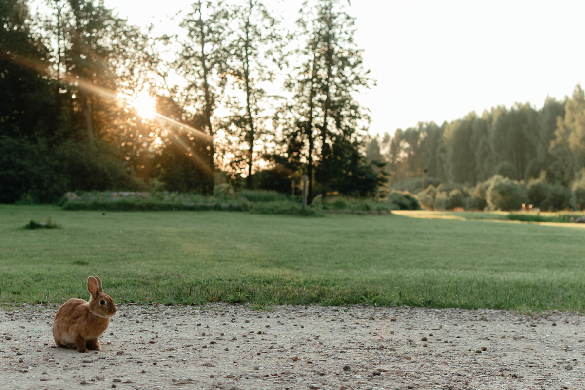 Кролики свободно гуляют по территории:)