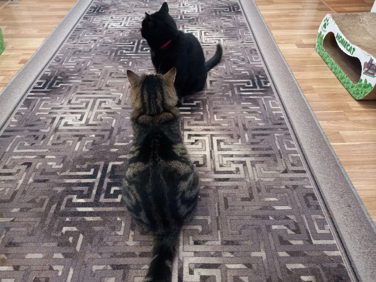 Плюшик и Кусик ждут меня