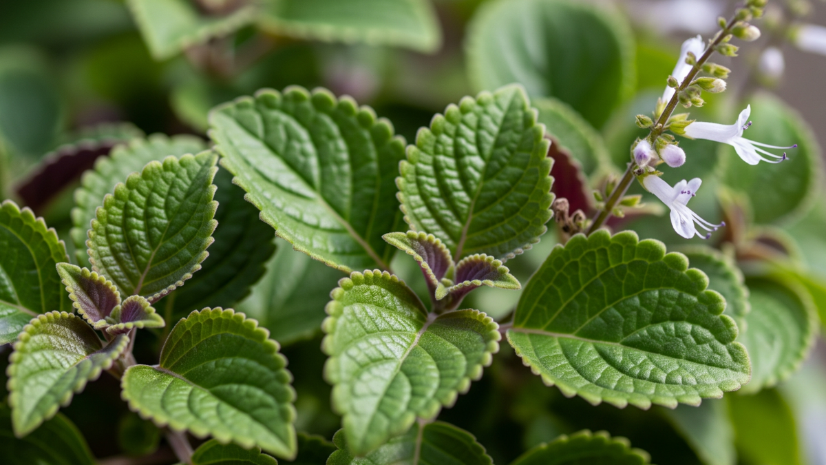 Плектрантус: 4 секрета пышного каскада ароматной зелени — избегайте 2 роковые ошибки в поливе!