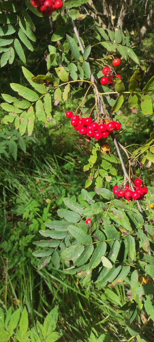 Костёр рябины в лесу Тверской области