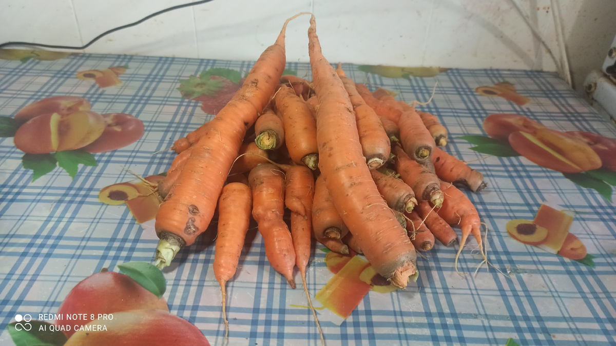 Ранняя морковь. 