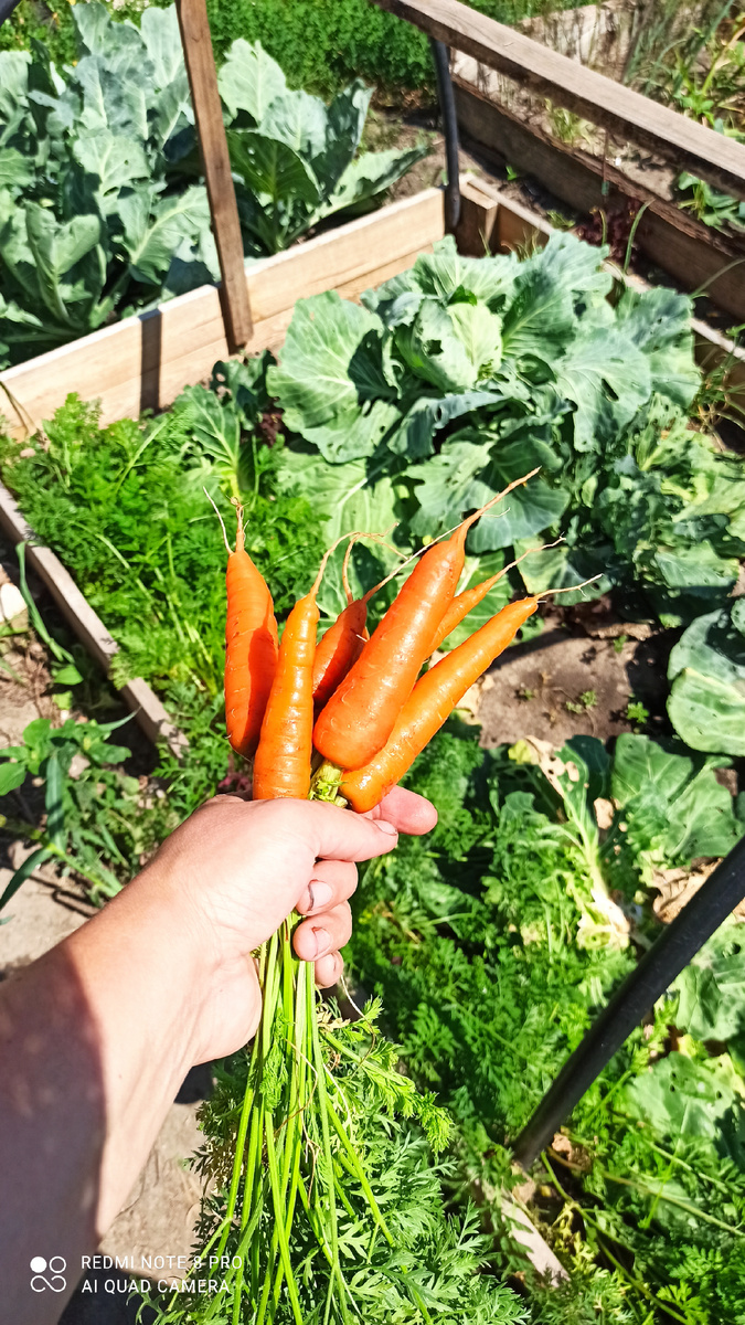 Вот наша совмещенная грядка. 