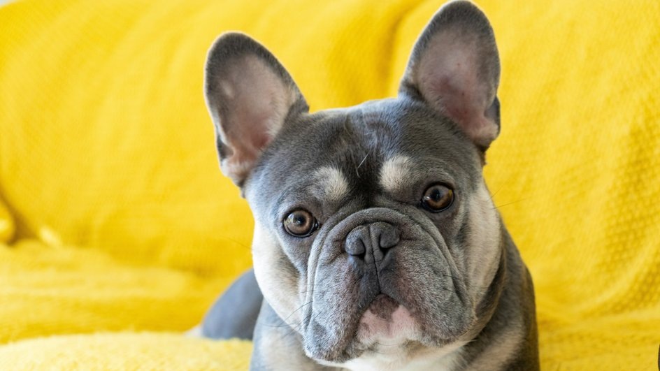 Французский бульдог