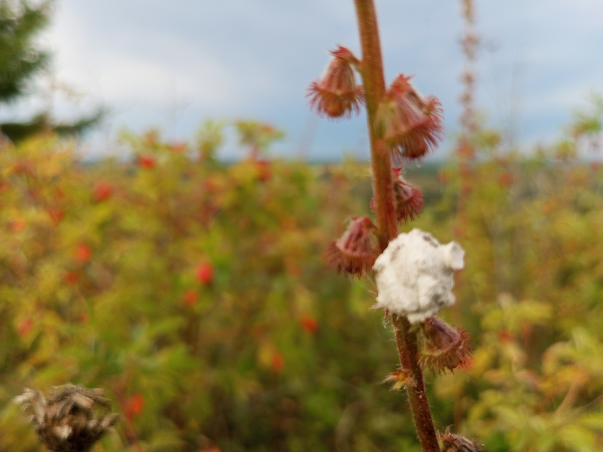 Кто в теремочке живёт? Если не знаешь, то не угадаешь. Фото автора.