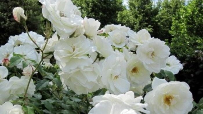 Фото использовано в качестве иллюстрации. Источник Яндекс-картинки