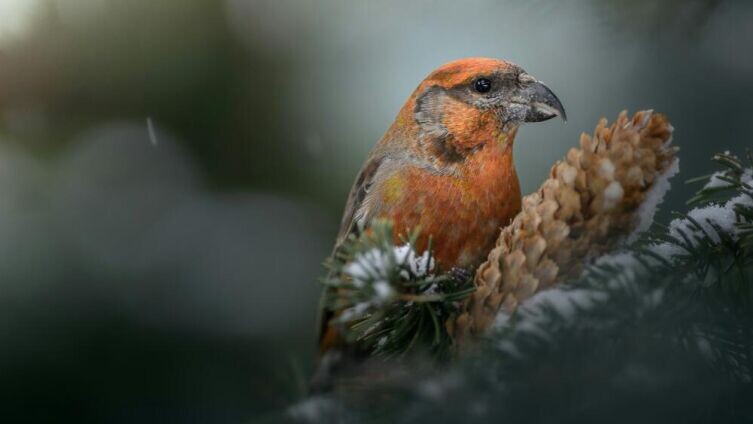     Фото: Daniil Komov on Unsplash