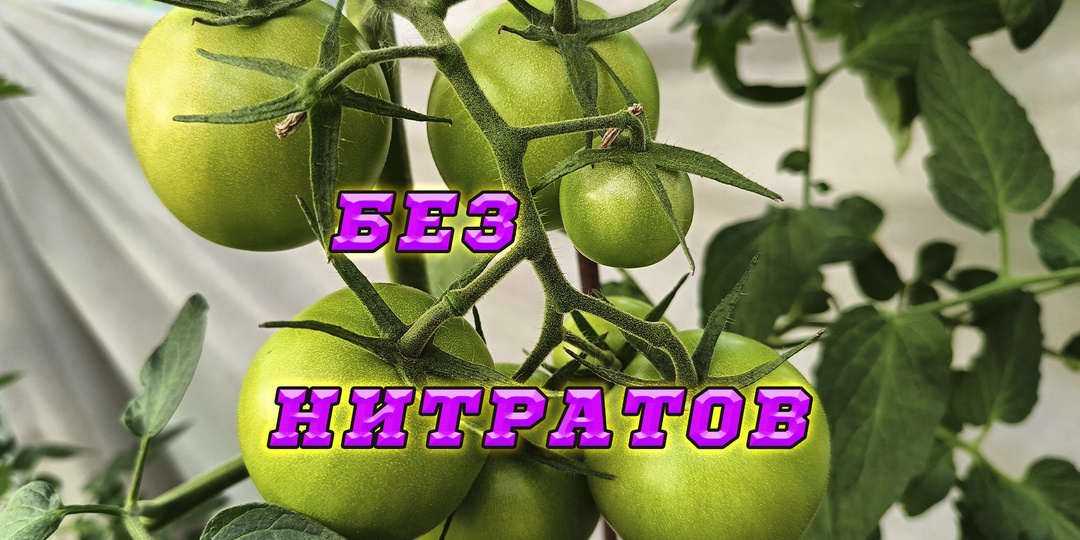 Что такое нитраты? Где накапливаются нитраты и как их снизить?