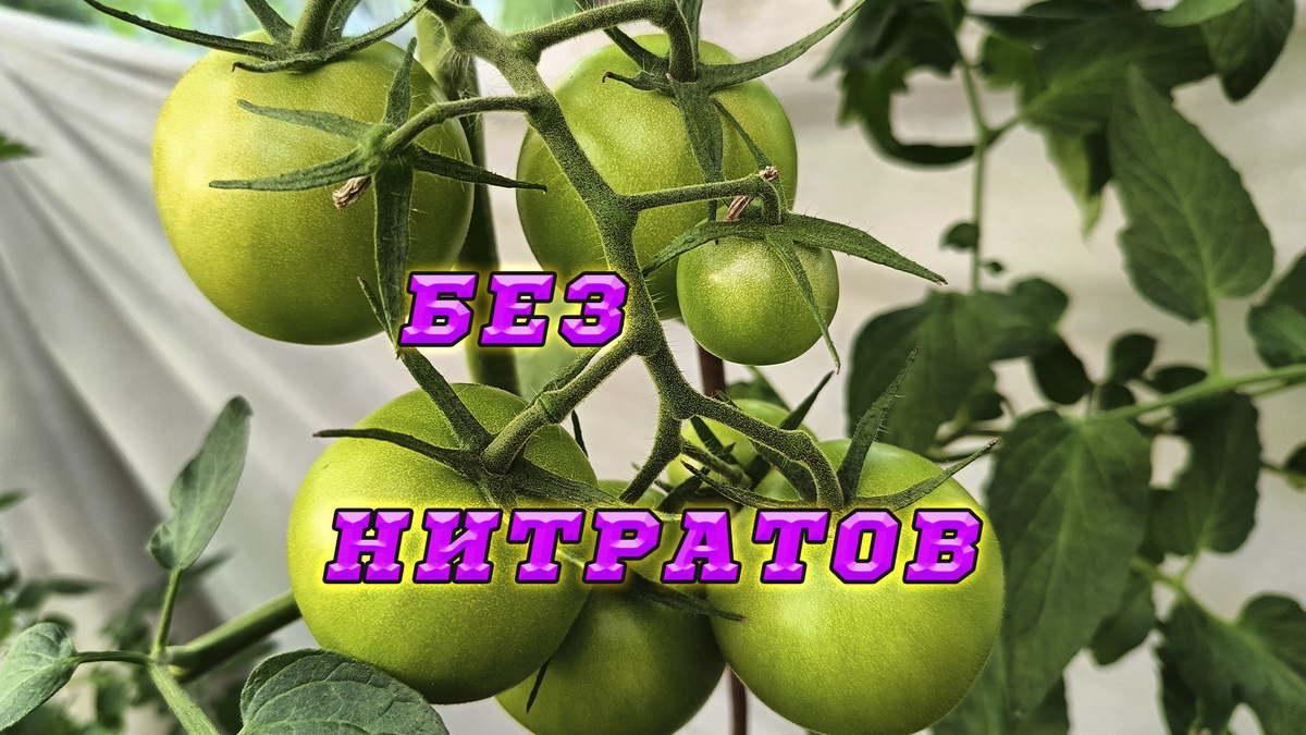 Как снизить содержание нитратов в растениях.