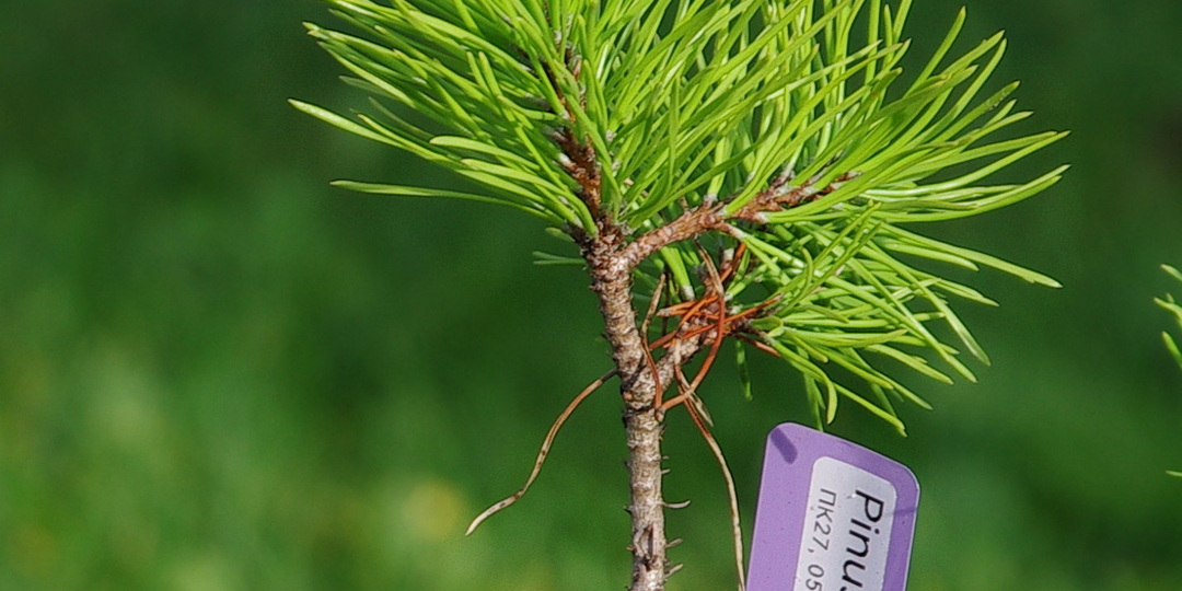 Сосна крючковатая (лат. Pinus uncinata) - выращивание из семян. Начало. Часть 2.