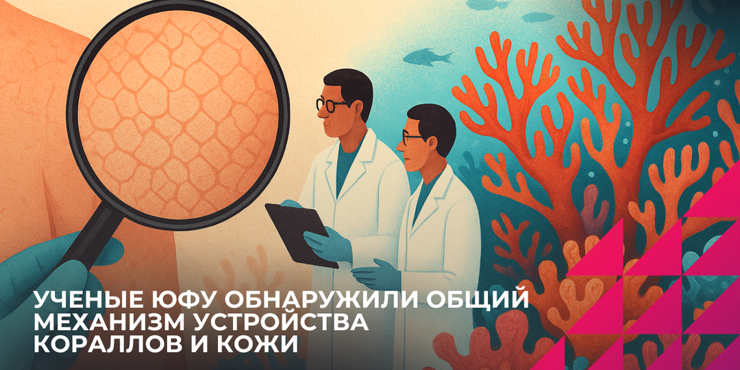Что общего у человеческой кожи и кораллового рифа? Ученые ЮФУ раскрыли общий механизм устройства живой материи
