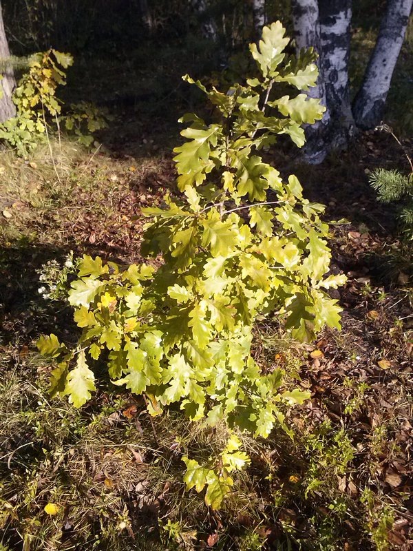 Фото автора Татьяны Лебедь. Голицыно, лес. 