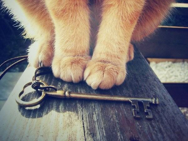 Кот принёс к порогу чужой ключ. Остальное дом договорил сам