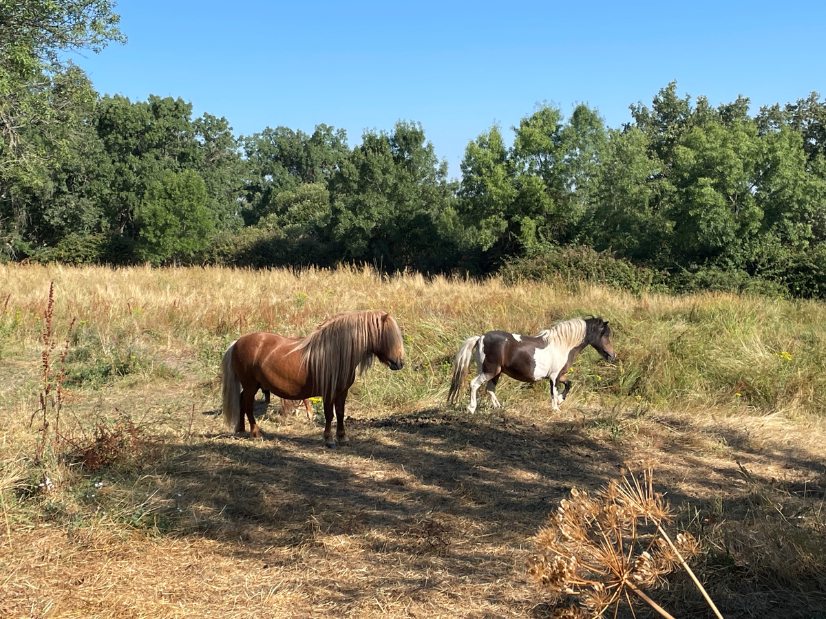 Фурия опять у мальчиков