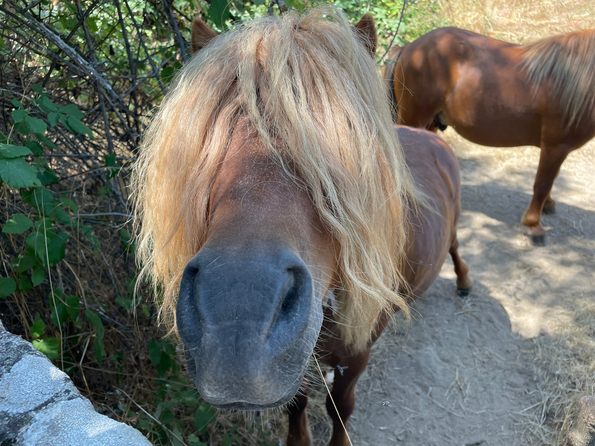 Вот такого папу мы выбрали для нашего поненочка