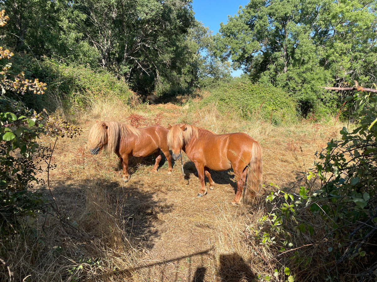 В этот раз на пастбище стояли только два мальчика