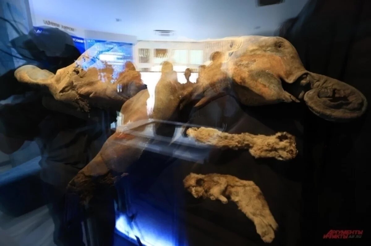    Мамонтёнок Яна, обнаруженная летом 2024 года в районе Батагайки, была признана одной из наиболее хорошо сохранившихся находок в мире