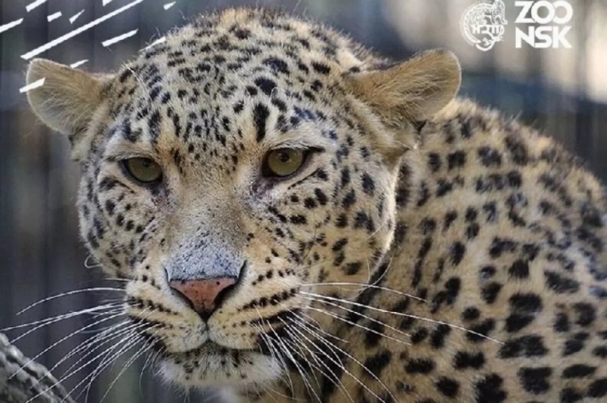    Россия предложила КНДР провести экспедицию по оценке популяции леопарда