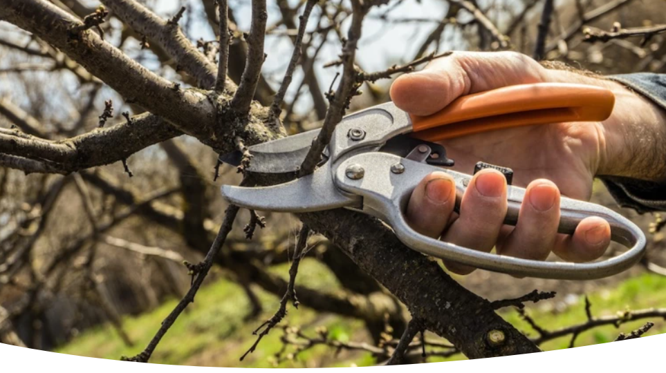 Сроки обрезки яблони осенью: благоприятные дни, месяцы и погода