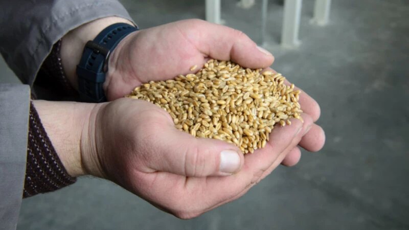     Горстка зерна Анна Зайкова