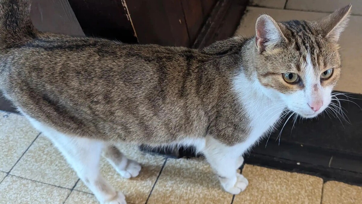    Фото: Vat & Fiddle/Facebook*