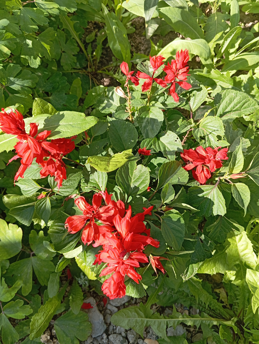 Хочу всё на следующий год заполнить сальвией