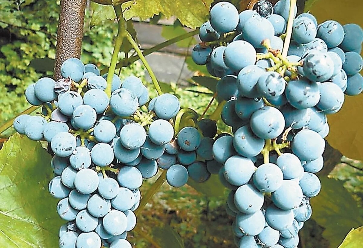    В Роспотребнадзоре рассказали о пользе винограда