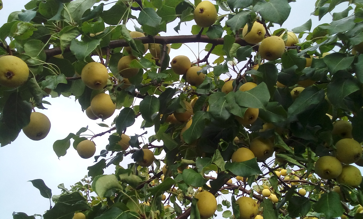 И в Сибири растут груши