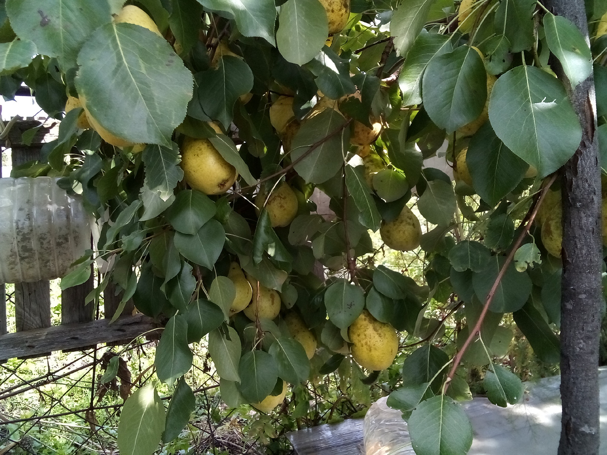 Ветки клонятся под тяжестью груш