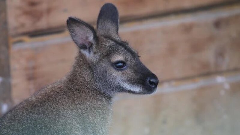     Кенгуру Беннетта в Барнаульском зоопарке. zoo22.ru