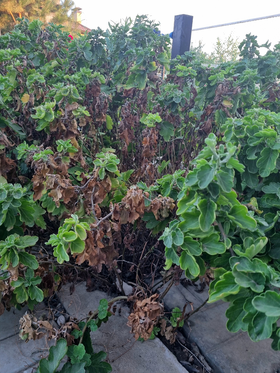 Фото: Зеленая леди, сад, семья и томатный сок