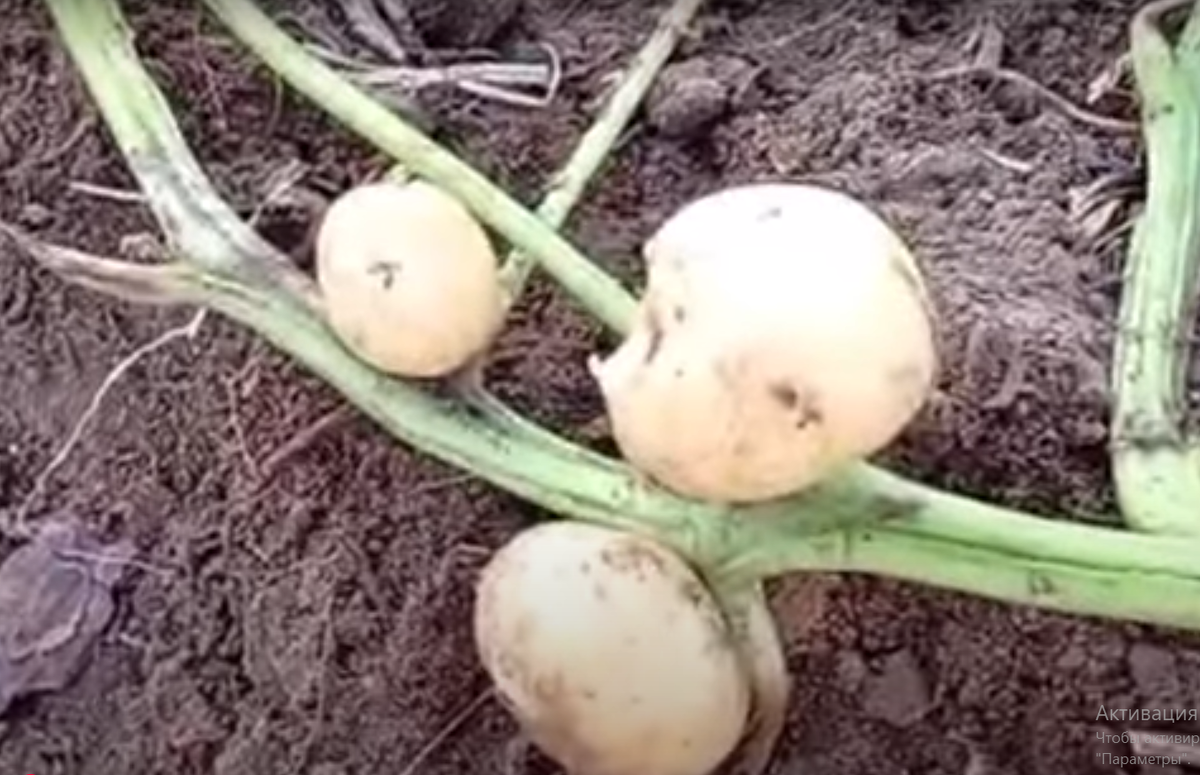 На фото надземные клубни картофеля.