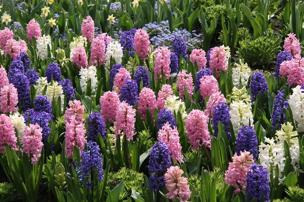    Гиацинты весной. Фото: istockphoto.com/ Solidago