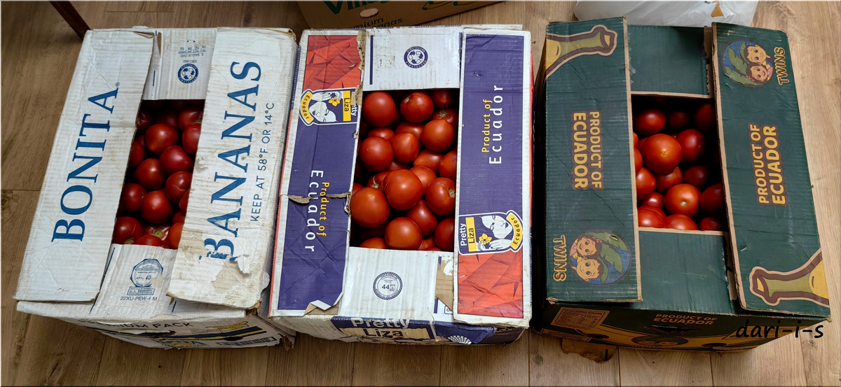 Знаменитые кривянские помидоры