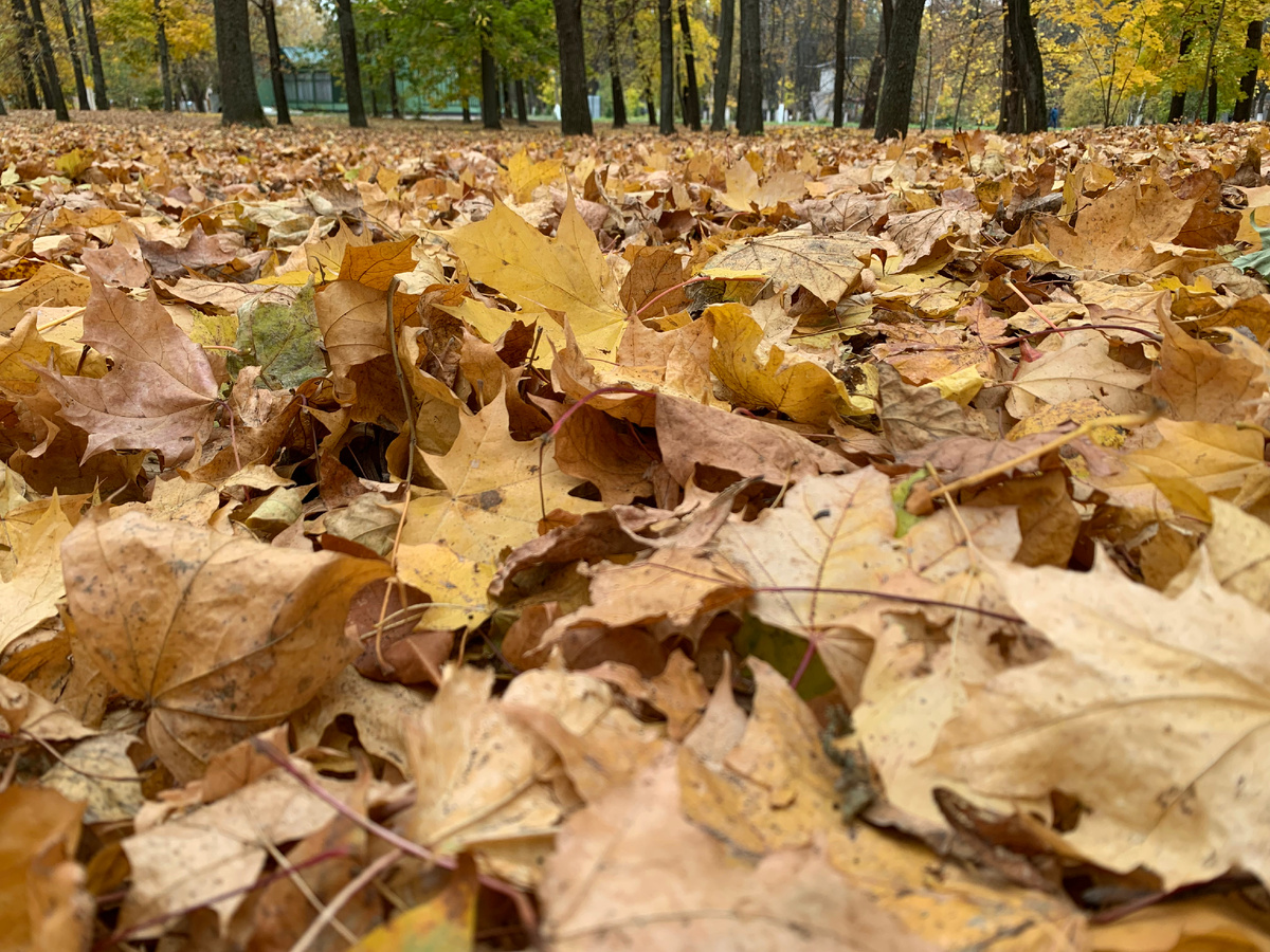 как же приятно ходить по таким листочкам