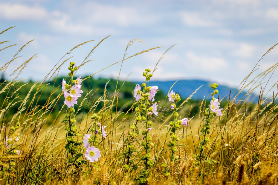    Shutterstock/FOTODOM