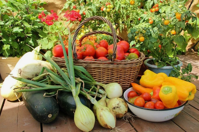 Земля на юге всегда отблагодарит урожаем, но нужно потрудиться. 