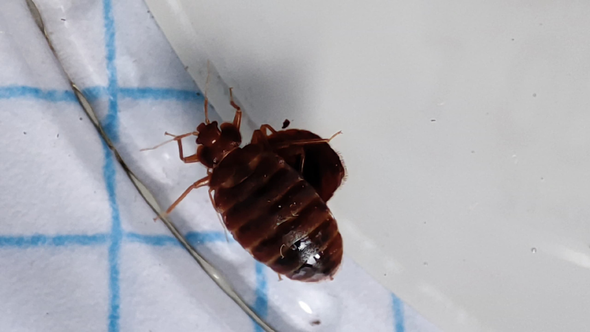 Постельный клоп в ванной