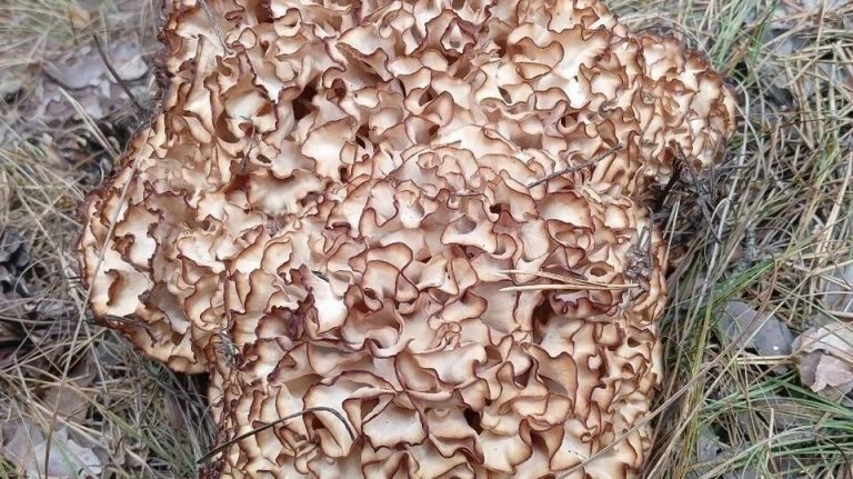    В Бузулукском бору обнаружен редкий гриб, похожий на капусту Оренбуржье