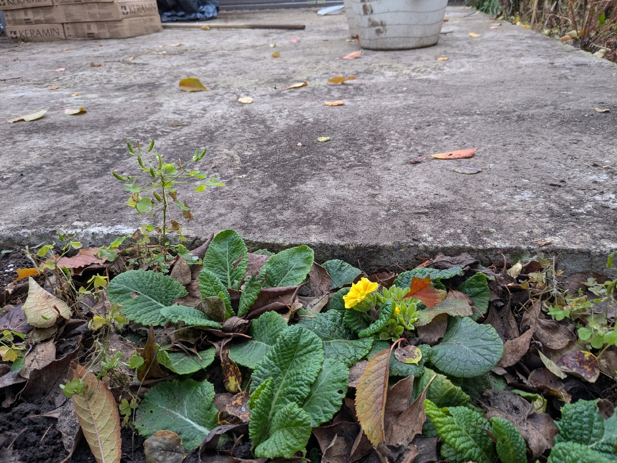 Осень на парковке