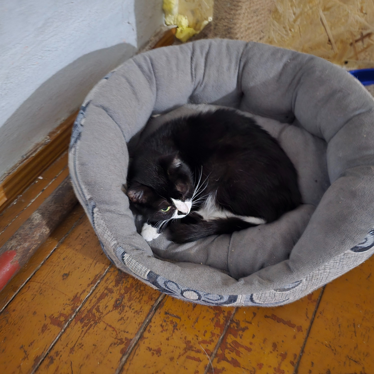 Черно-белая кошка свернулась клубочком, притворяясь невинным ангелом