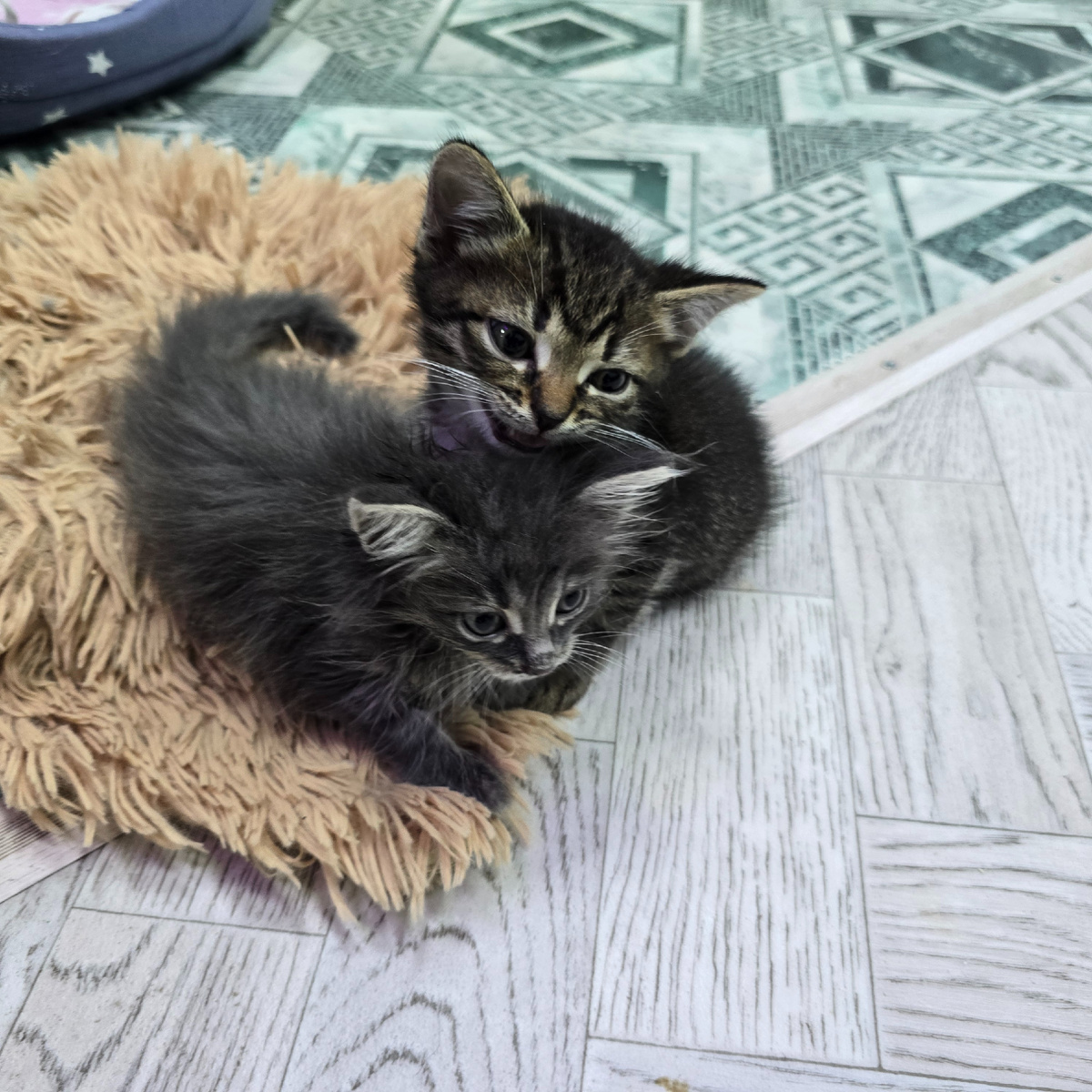 Два пушистых комочка счастья в уютном гнездышке