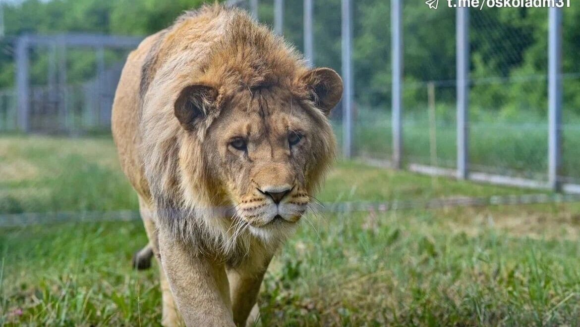     Источник: администрация Старооскольского округа