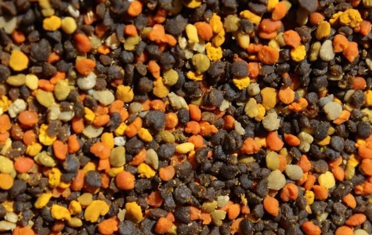    Фото: Priya Chakrabarti Basu